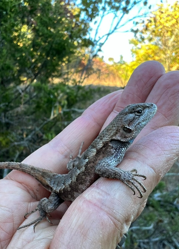 Prairie Lizard